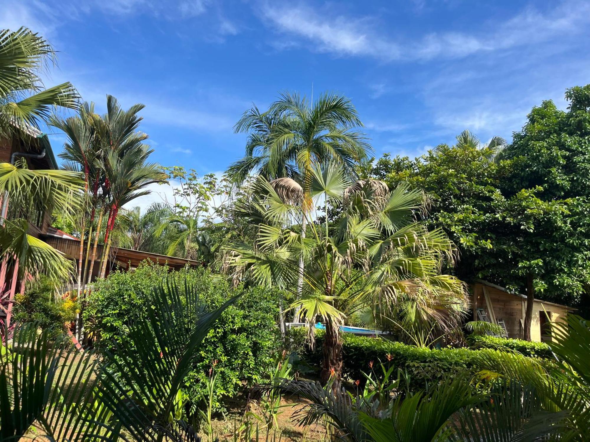 Uvita Oasis Retreat With Villa Cabins And Apartment Exteriör bild